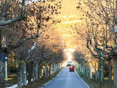 Lasorte Trieste 12/12/18 - Parco di S.Giovanni, Ex OPP, Alberi