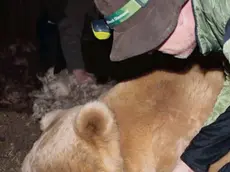 L'orso collarato e monitorato dagli esperti dell'Università di Udine