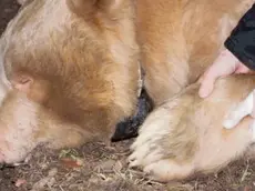 L'orso collarato e monitorato dagli esperti dell'Università di Udine