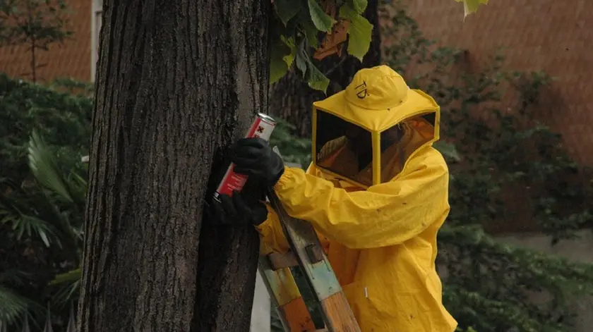 Bumbaca Gorizia Intervento pompieri per api