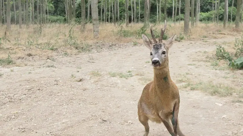 Un capriolo