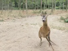 Un capriolo