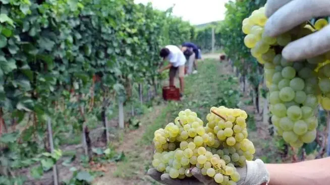 Il momento della vendemmia in una foto d’archivio