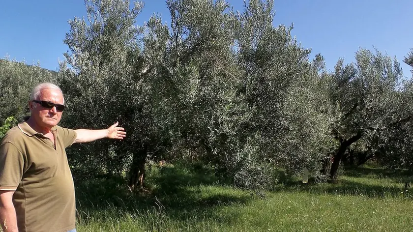 Lasorte Trieste 10/07/15 - Bagnoli della Rosandra, Oscar Zobec, Ulivi, Esproprio per tubature Gas