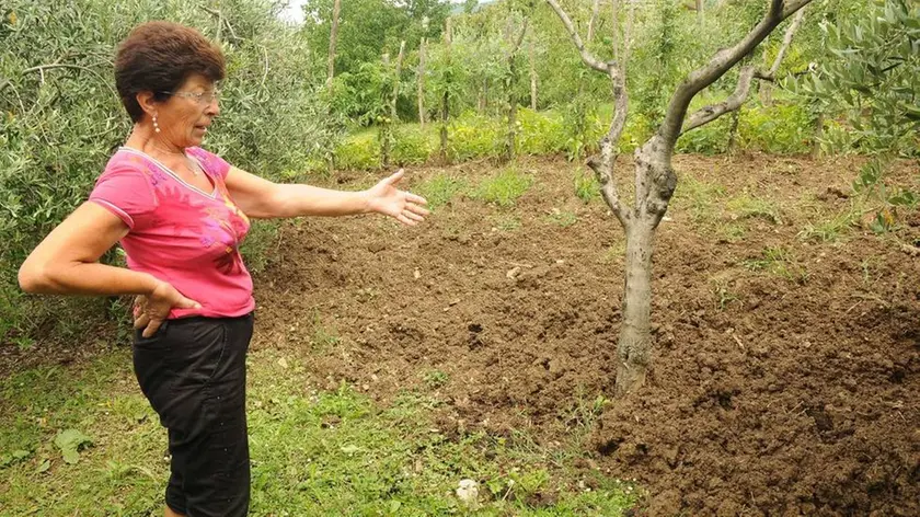 Bumbaca Gorizia 25.06.2014 Danni cinghiali Oslavia Fotografia di Pierluigi Bumbaca