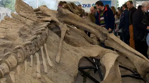 Silvano Trieste 17/04/2014 Villaggio del Pescatore, Preview per la stampa del pi grande dinosauro con il becco ad anatra, rinvenuto negli Stati Uniti e lavorato dal Laboratorio Zoic di Trieste.