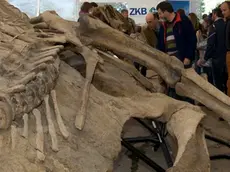 Silvano Trieste 17/04/2014 Villaggio del Pescatore, Preview per la stampa del pi grande dinosauro con il becco ad anatra, rinvenuto negli Stati Uniti e lavorato dal Laboratorio Zoic di Trieste.