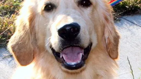 cane banderali Golden retriever
