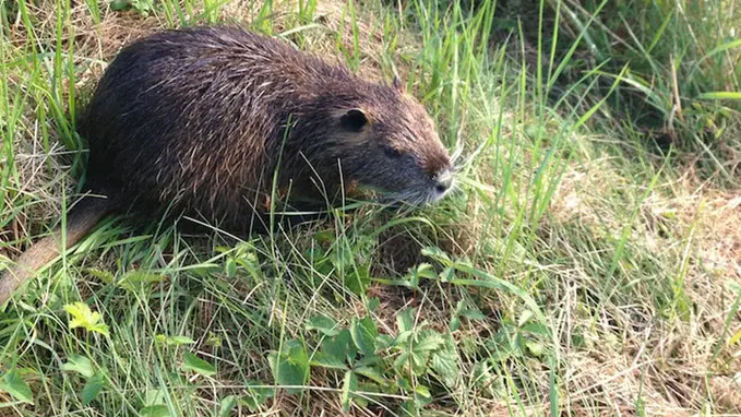 Una nutria fotografata nella zona di Aquileia