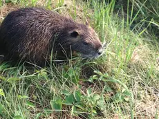 Una nutria fotografata nella zona di Aquileia