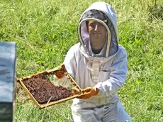 Silvano Trieste 16/05/2017 Paesi del Carso, Grozzana, Basovizza, Apicoltura Abrami Carboni