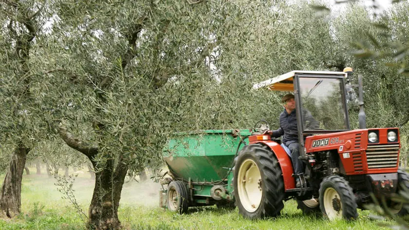 Farmer spreading manure in an olive grove
