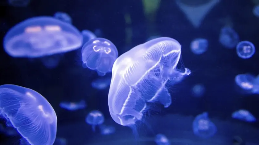 Jellyfish
