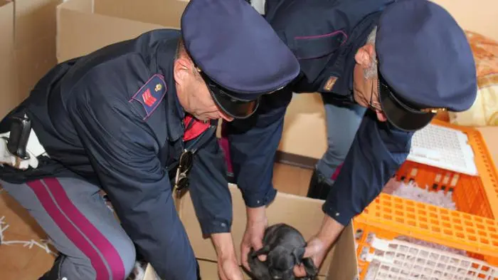 Una pattuglia della sottosezione di Amaro della Polstrada di Udine ha scoperto questa mattina 49 cuccioli di cane di varie razze, stipati in condizioni precarie in un veicolo che percorreva l'autostrada A23 in comune di Malborghetto-Valbruna (Udine), proveniente dalla Slovacchia. I cani erano privi di microchip e di documenti di accompagnamento e particolarmente sofferenti anche perché l'autoveicolo non era idoneo al trasporto di animali poiché sprovvisto di adeguata aereazione, controllo della temperatura e coibentazione del mezzo, Udine, 11 Novembre 2015. ANSA/ US/ POLIZIA DI STATO +++ ANSA PROVIDES ACCESS TO THIS HANDOUT PHOTO TO BE USED SOLELY TO ILLUSTRATE NEWS REPORTING OR COMMENTARY ON THE FACTS OR EVENTS DEPICTED IN THIS IMAGE; NO ARCHIVING; NO LICENSING HANDOUT EDITORIAL USE ONLY/NO SALES/NO ARCHIVES, +++