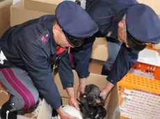 Una pattuglia della sottosezione di Amaro della Polstrada di Udine ha scoperto questa mattina 49 cuccioli di cane di varie razze, stipati in condizioni precarie in un veicolo che percorreva l'autostrada A23 in comune di Malborghetto-Valbruna (Udine), proveniente dalla Slovacchia. I cani erano privi di microchip e di documenti di accompagnamento e particolarmente sofferenti anche perché l'autoveicolo non era idoneo al trasporto di animali poiché sprovvisto di adeguata aereazione, controllo della temperatura e coibentazione del mezzo, Udine, 11 Novembre 2015. ANSA/ US/ POLIZIA DI STATO +++ ANSA PROVIDES ACCESS TO THIS HANDOUT PHOTO TO BE USED SOLELY TO ILLUSTRATE NEWS REPORTING OR COMMENTARY ON THE FACTS OR EVENTS DEPICTED IN THIS IMAGE; NO ARCHIVING; NO LICENSING HANDOUT EDITORIAL USE ONLY/NO SALES/NO ARCHIVES, +++