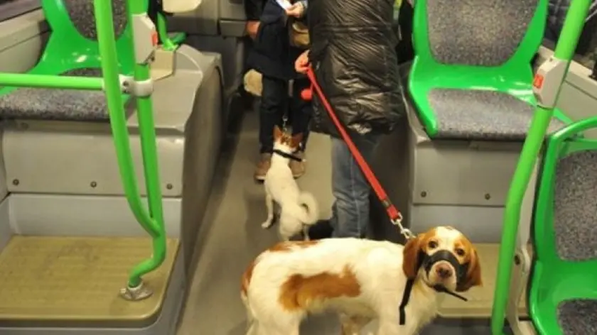 Cani con la museruola nel bus con i rispettivi padroni