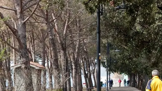 Silvano Trieste 29/03/2012 Pineta di Barcola, i cumuli di aghi di pino e rami caduti a causa della continua siccita'