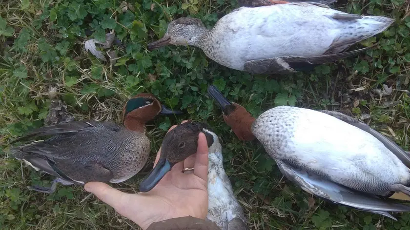 Le alzavole abbattute nella riserva di caccia di Grado al centro dell’inchiesta di carabinieri e forestali