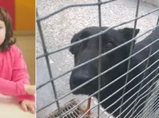 Astrid Guarini, tre anni, e il cane che l'ha uccisa (Foto tratta dal Messaggero Veneto)