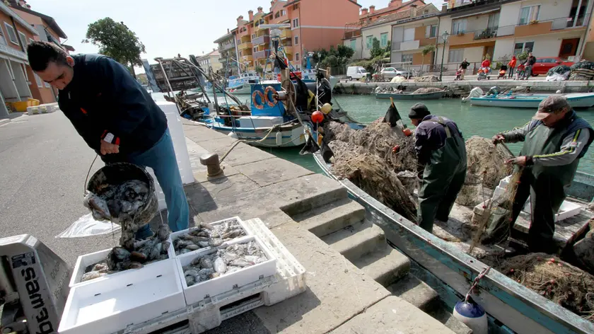 Intanto entra nel vivo la stagione della pesca professionale delle seppie, che iniziano a deporre le uova in acque basse in prossimità delle alghe