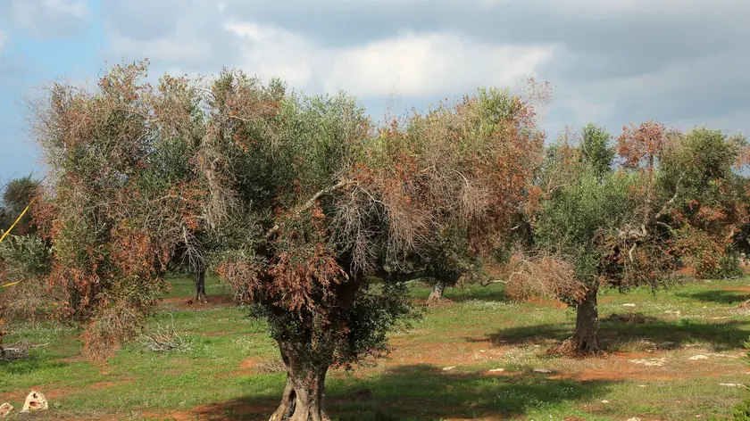 Alcuni ulivi colpiti dalla Xylella