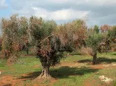 Alcuni ulivi colpiti dalla Xylella