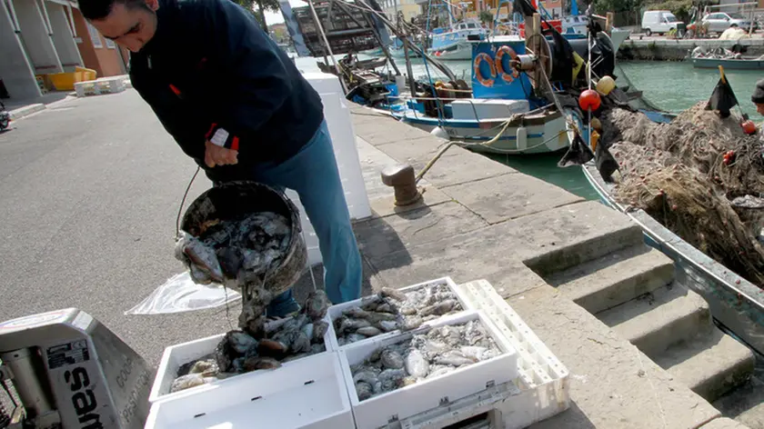 È il periodo delle seppie, ma i pescatori di Grado sono costretti a portare a Venezia Foto Katia Bonaventura