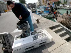 È il periodo delle seppie, ma i pescatori di Grado sono costretti a portare a Venezia Foto Katia Bonaventura