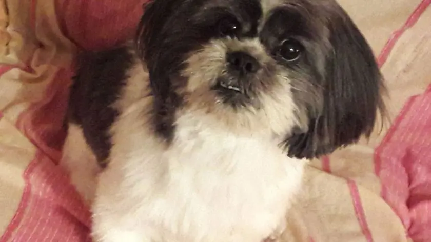 Il cane Paquito di razza shih-tzu ucciso da un Amstaff che ha ferito anche il suo padrone