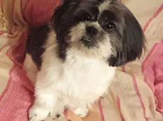 Il cane Paquito di razza shih-tzu ucciso da un Amstaff che ha ferito anche il suo padrone