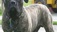 un Bullmastiff