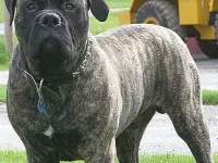 un Bullmastiff