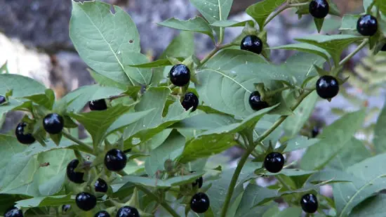 Bacche di Atropa Belladonna