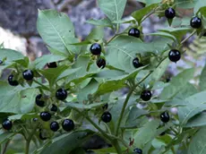 Bacche di Atropa Belladonna