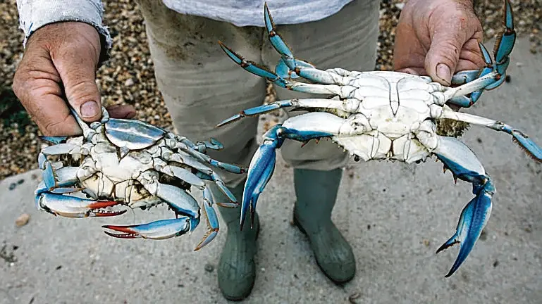 Due esemplari di granchio blu il crostaceo si sta diffondendo in laguna