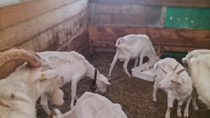 Gli animali in denutrizione