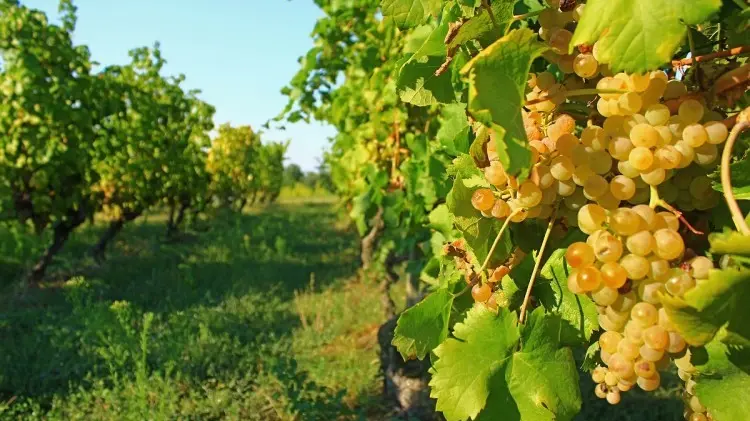 Filari di viti da cui verrà ricavato il Sauvignon