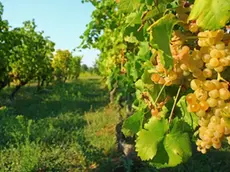 Filari di viti da cui verrà ricavato il Sauvignon