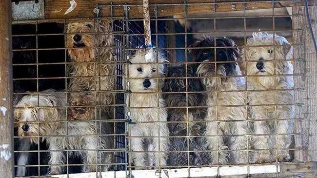 Alcuni dei cagnolini liberati dalla Fiamme Gialle (Bruni)