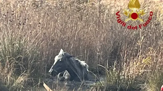 Il cavallo finito nella palude dell'Isola della Cona