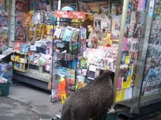 ll cinghiale all'edicola di Borgo San Sergio (foto di Federico Sain)