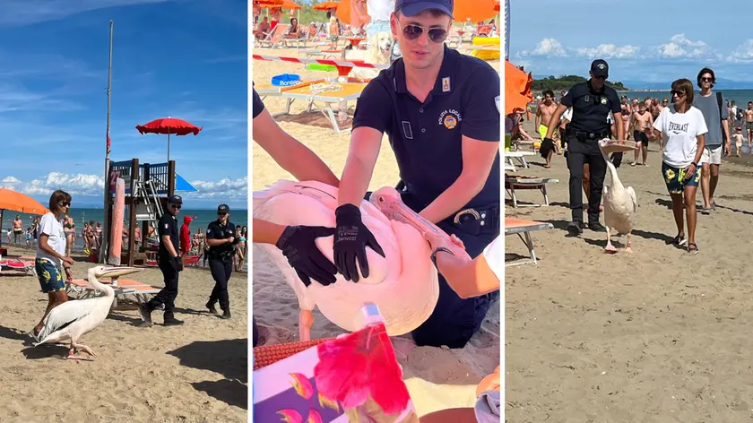 Giuliano il pellicano ha scelto la spiaggia di Pluto (quella dedicata agli amici a quattro zampe e ai loro accompagnatori) per fare una gita fuori programma a Bibione