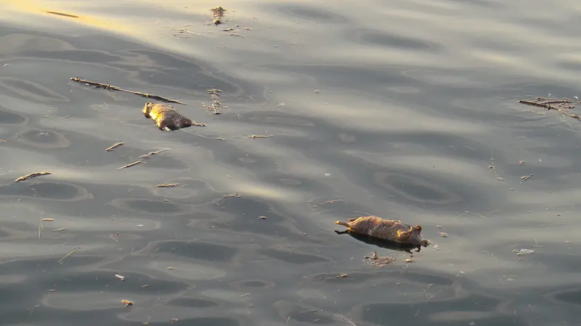 Ratti morti in acqua davanti a piazza Unità