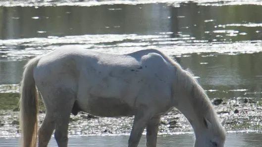Bonaventura Monfalcone-26.04.2014 Camargue-Isola della cona-Monfalcone-foto di Katia Bonaventura