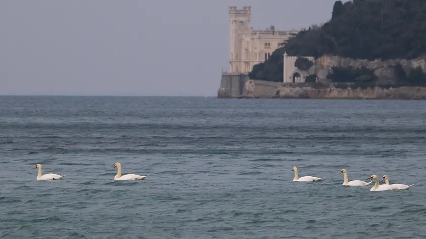 Lasorte Trieste 13/02/17 - Barcola, Miramare, Cigni