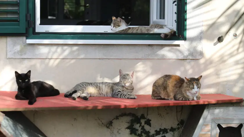 Il gattile e anche le colonie feline di Gorizia scoppiano di mici questa estate Foto Bumbaca
