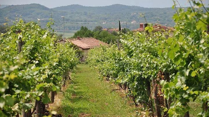 Bloccata l'Imu sui terreni agricoli