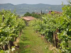 Bloccata l'Imu sui terreni agricoli