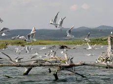 Bonaventura Monfalcone-06.04.2017 Visita alla Foce dell'Isonzo-Isola della cona-Staranzano-foto di Katia Bonaventura