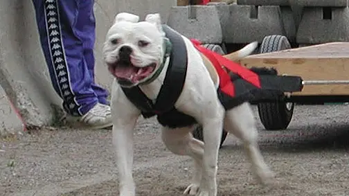 Una foto d'archivio, con un cane impegnato in una gara di traina